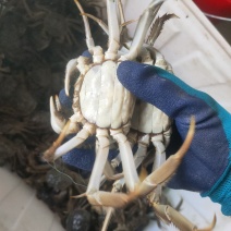 山东大闸蟹批发