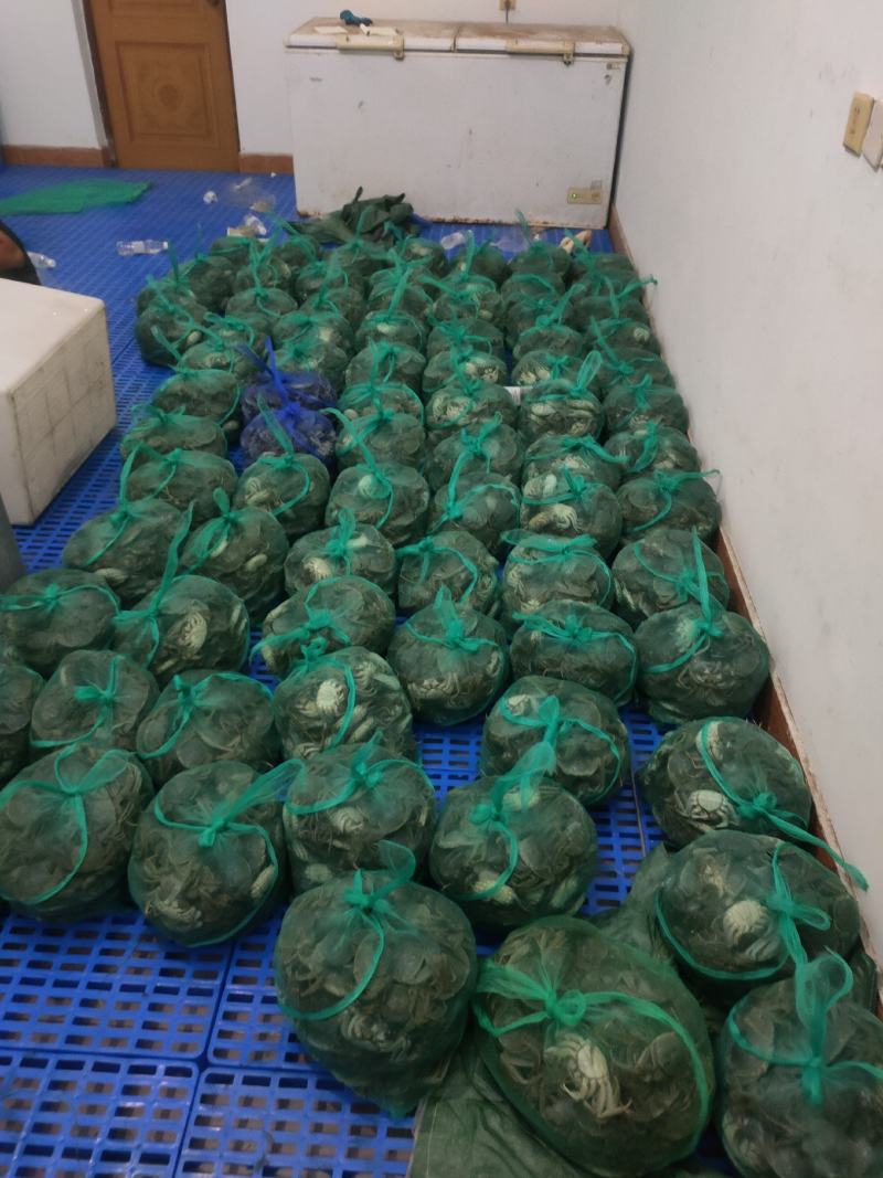 山东大闸蟹批发