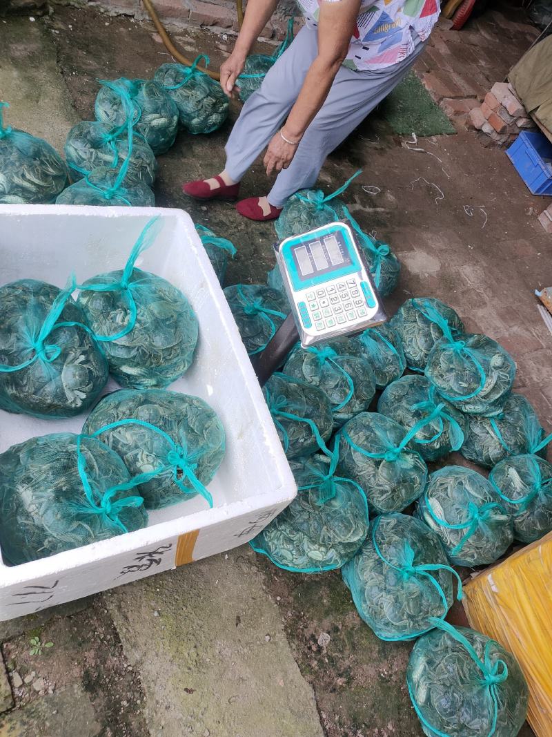 山东大闸蟹批发