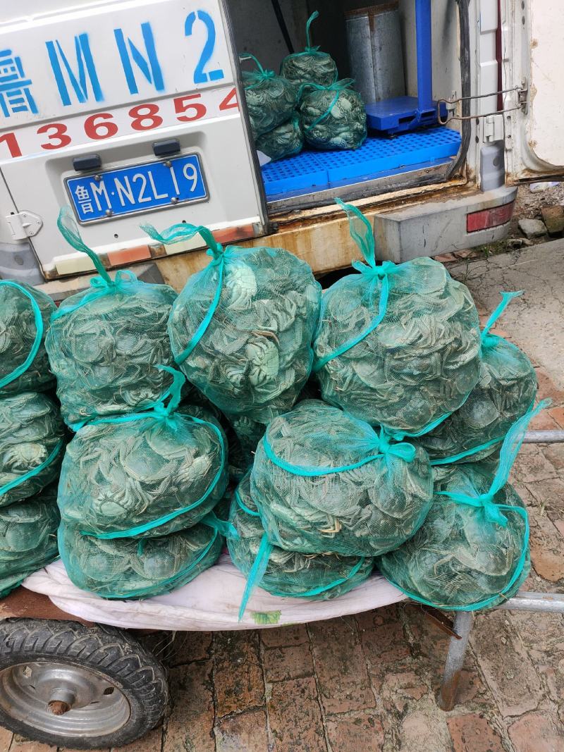 山东大闸蟹批发