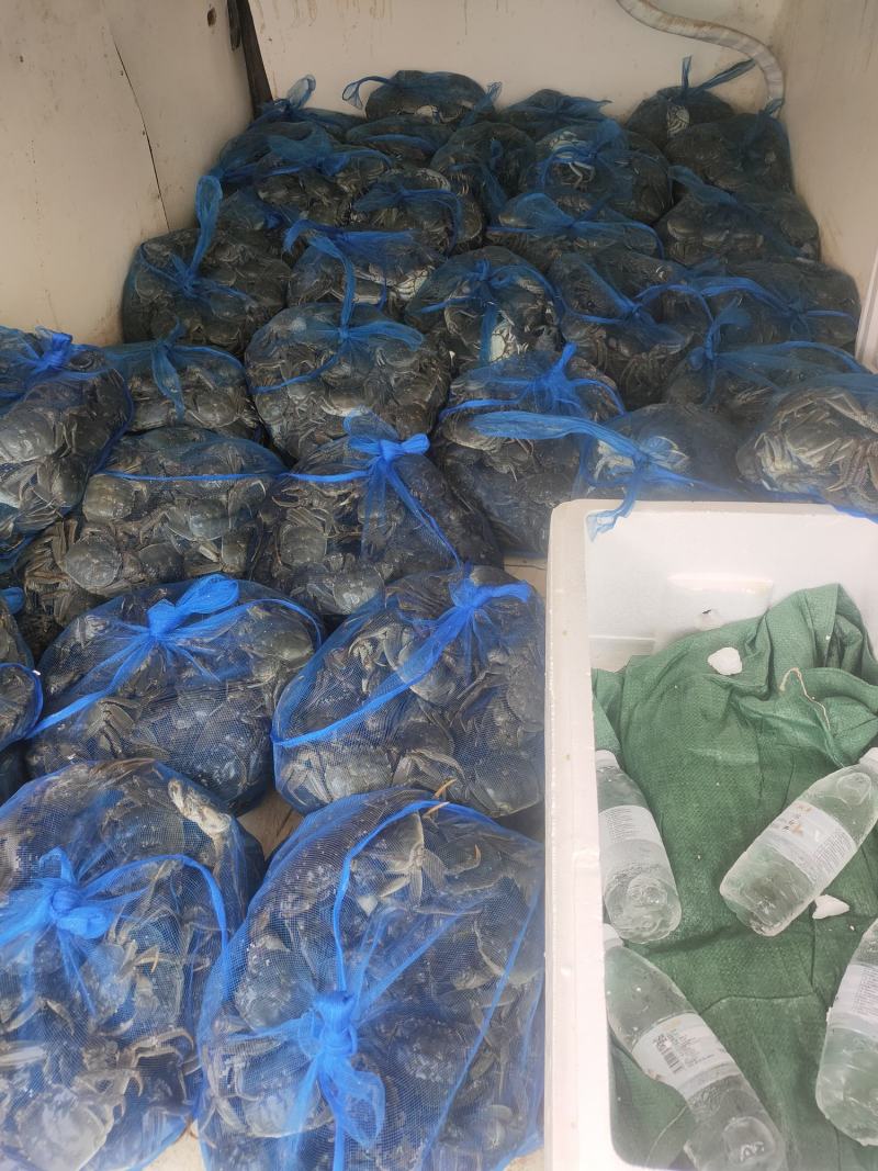山东大闸蟹批发