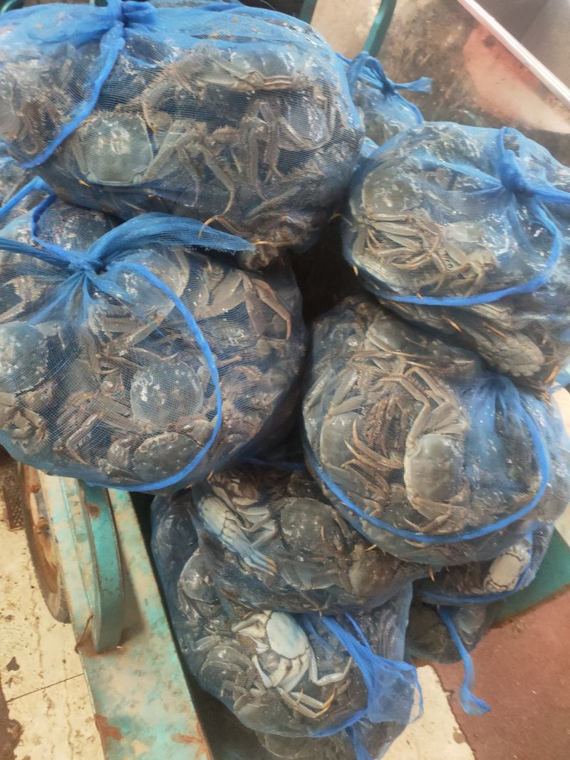 山东大闸蟹批发