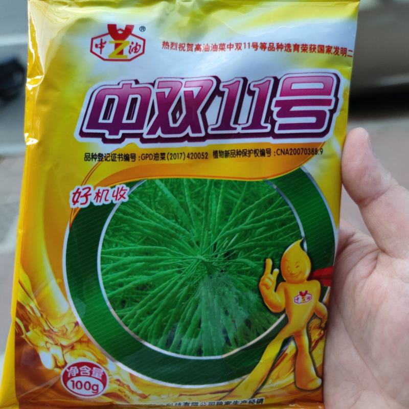 中双11油菜种子，100克，好机收