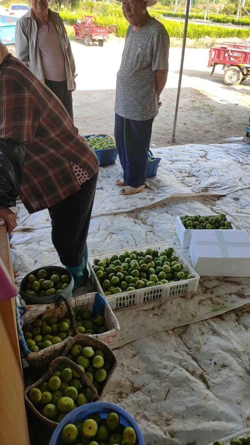 威海青皮无花果秋果上市了寻市场果客户，上下午市场果都有。