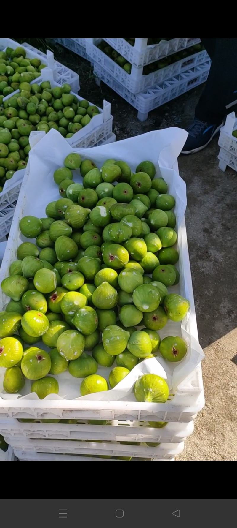 威海青皮无花果秋果上市了寻市场果客户，上下午市场果都有。