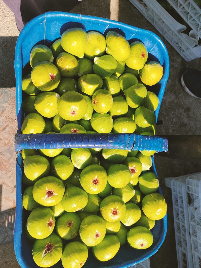威海青皮无花果秋果上市了寻市场果客户，上下午市场果都有。