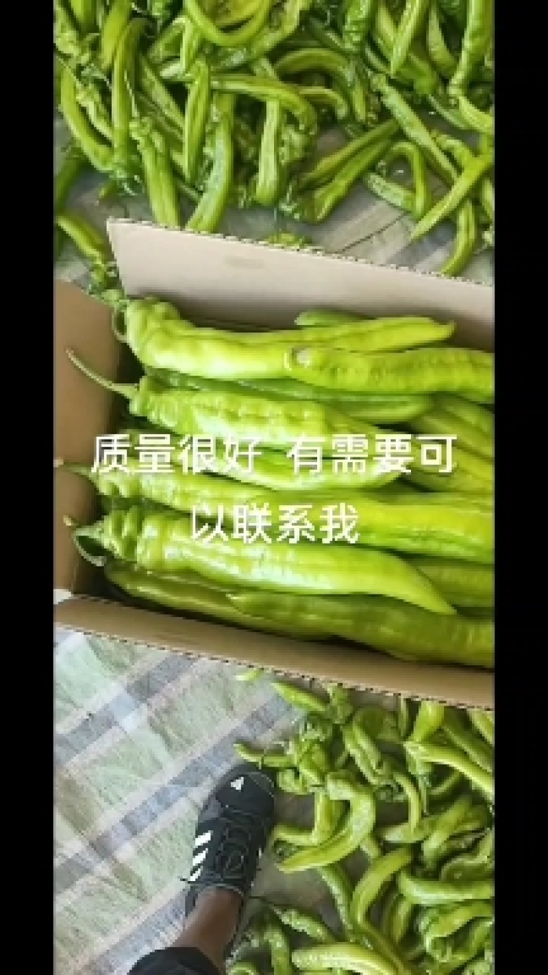 尖椒