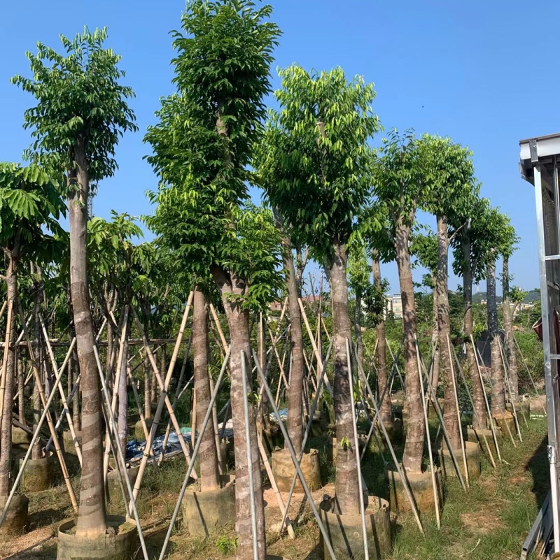 沉香树袋苗沉香移植苗5-8-10-12-15-18公分