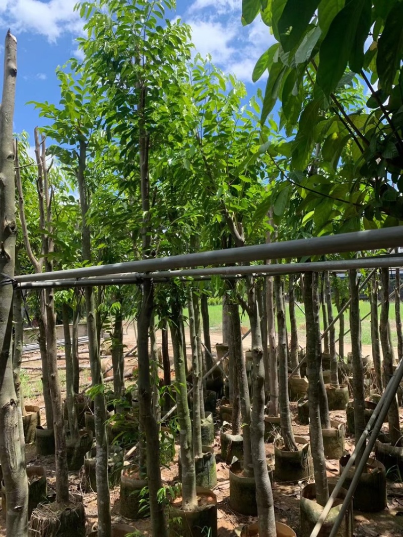 沉香树袋苗沉香移植苗5-8-10-12-15-18公分