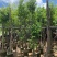 沉香树袋苗沉香移植苗5-8-10-12-15-18公分