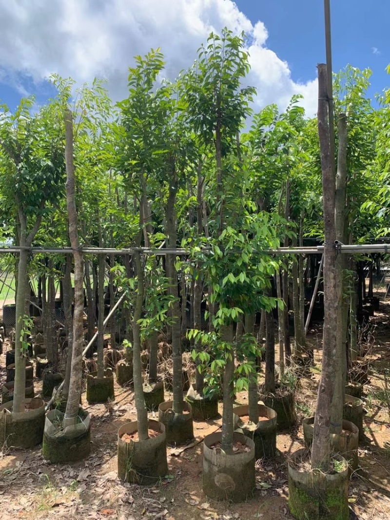 沉香树袋苗沉香移植苗5-8-10-12-15-18公分