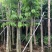 沉香树袋苗沉香移植苗5-8-10-12-15-18公分