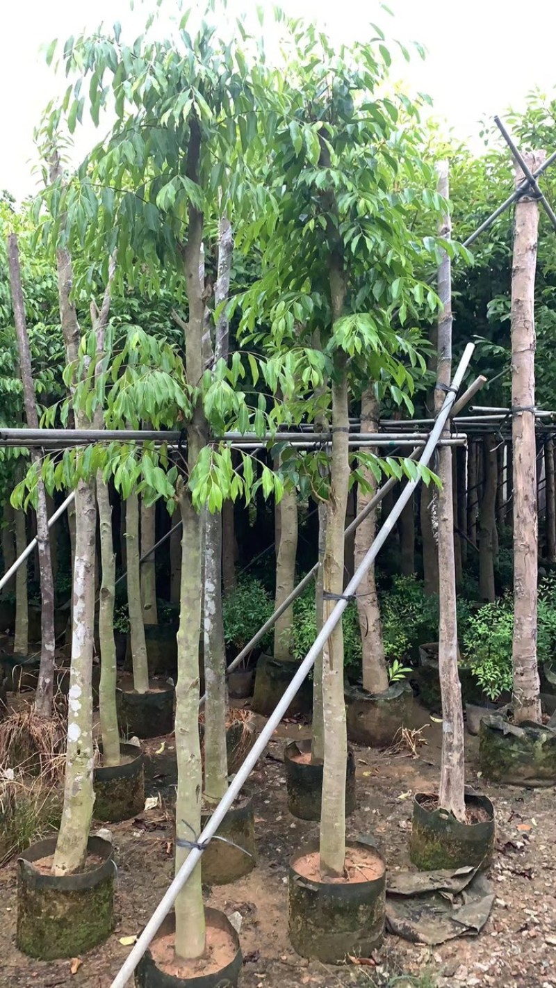 沉香树袋苗沉香移植苗5-8-10-12-15-18公分