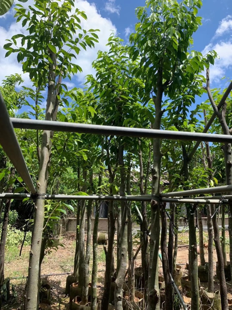 沉香树袋苗沉香移植苗5-8-10-12-15-18公分
