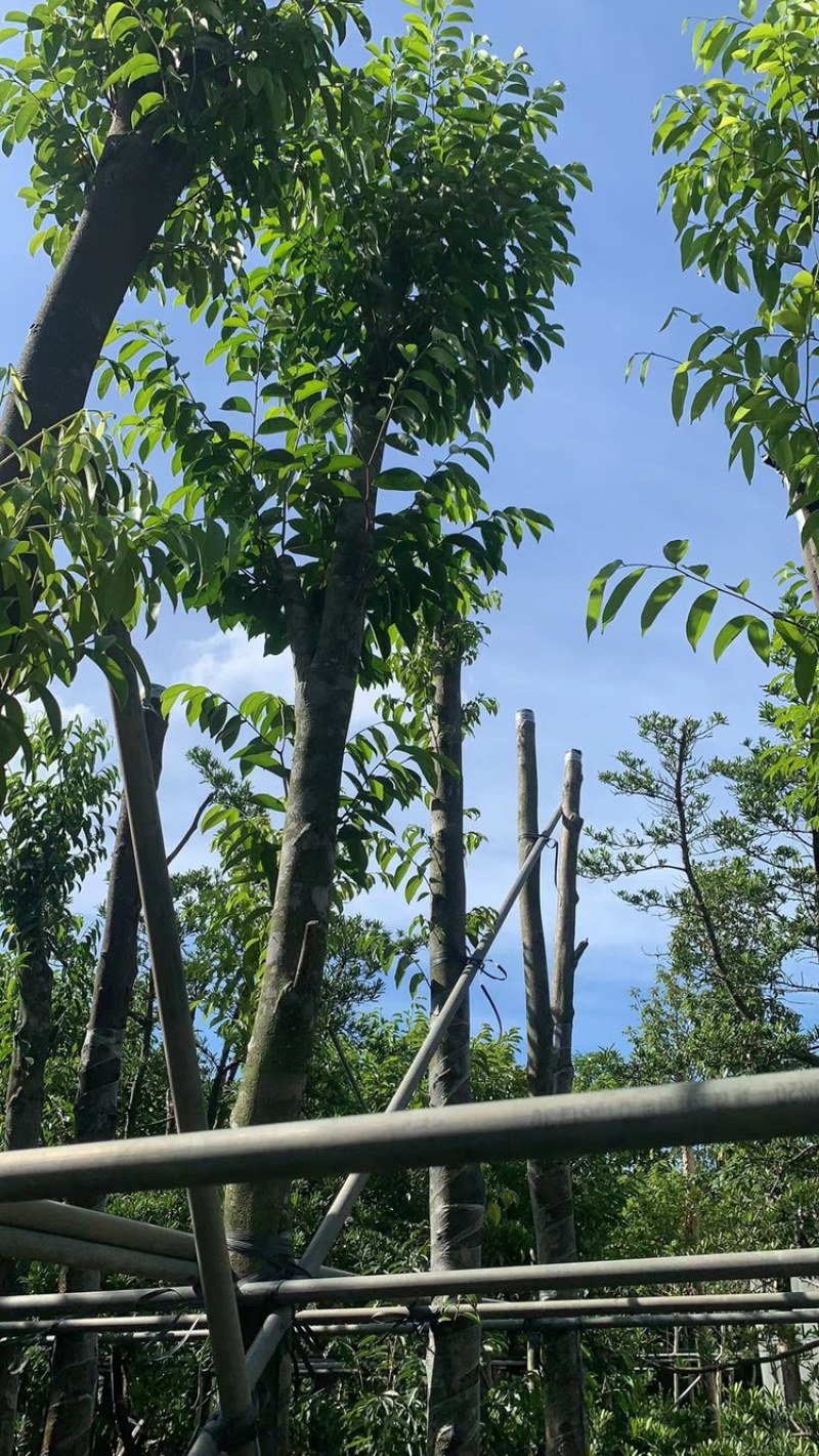 沉香树袋苗沉香移植苗5-8-10-12-15-18公分