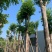 沉香树袋苗沉香移植苗5-8-10-12-15-18公分