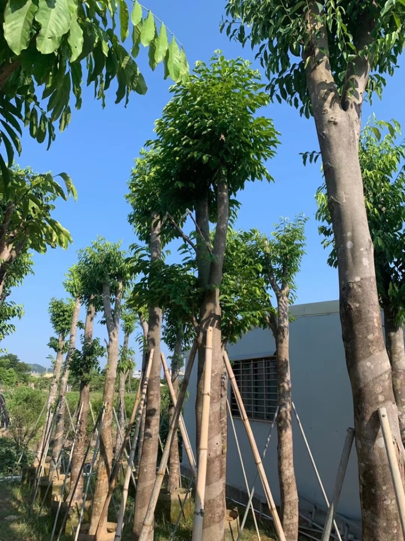 沉香树袋苗沉香移植苗5-8-10-12-15-18公分