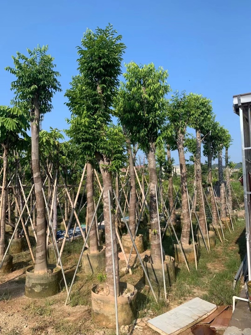 沉香树袋苗沉香移植苗5-8-10-12-15-18公分