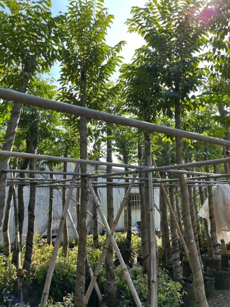 沉香树袋苗沉香移植苗5-8-10-12-15-18公分