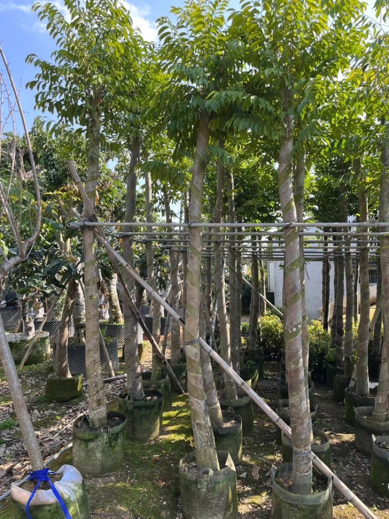 沉香树袋苗沉香移植苗5-8-10-12-15-18公分