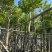 沉香树袋苗沉香移植苗5-8-10-12-15-18公分