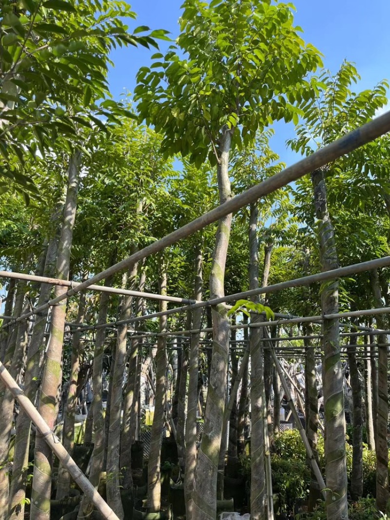 沉香树袋苗沉香移植苗5-8-10-12-15-18公分