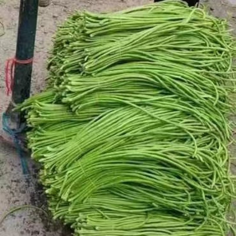 精品长豆角