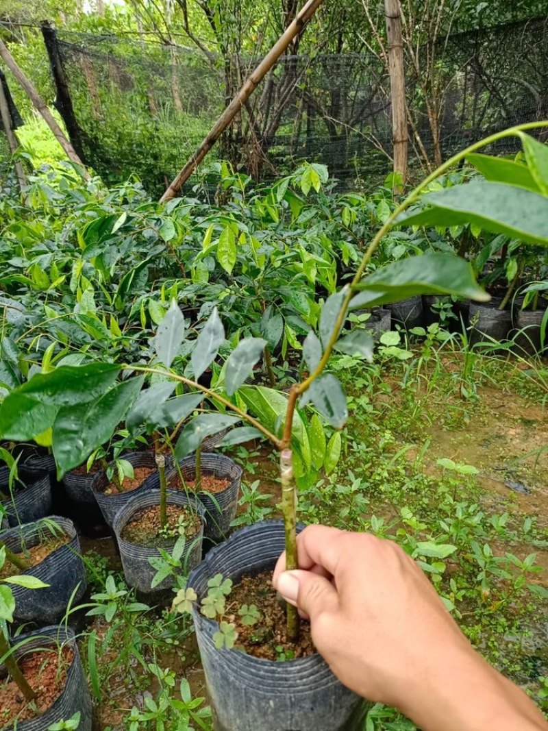 沉香杯苗沉香树30-150cm高大量出售小杯苗中袋苗