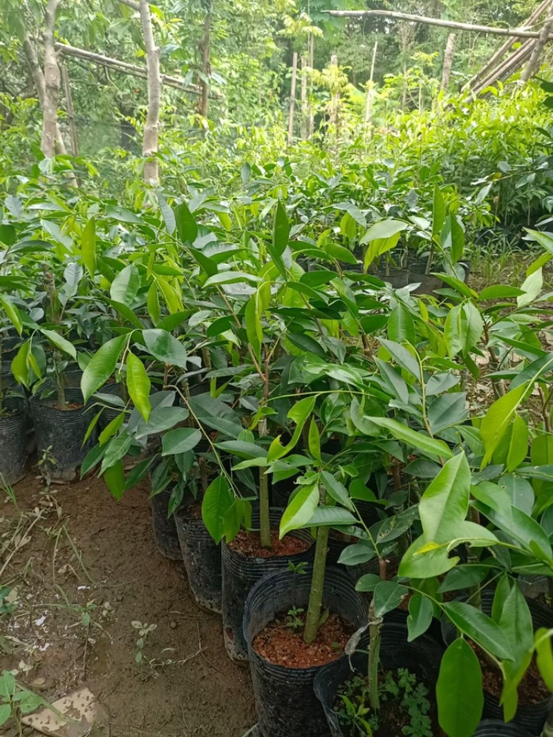 沉香杯苗沉香树30-150cm高大量出售小杯苗中袋苗