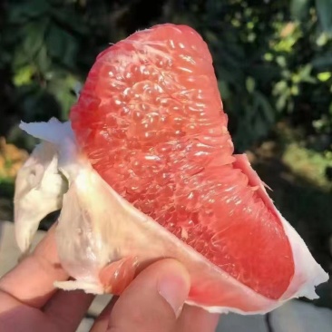平和琯溪蜜柚