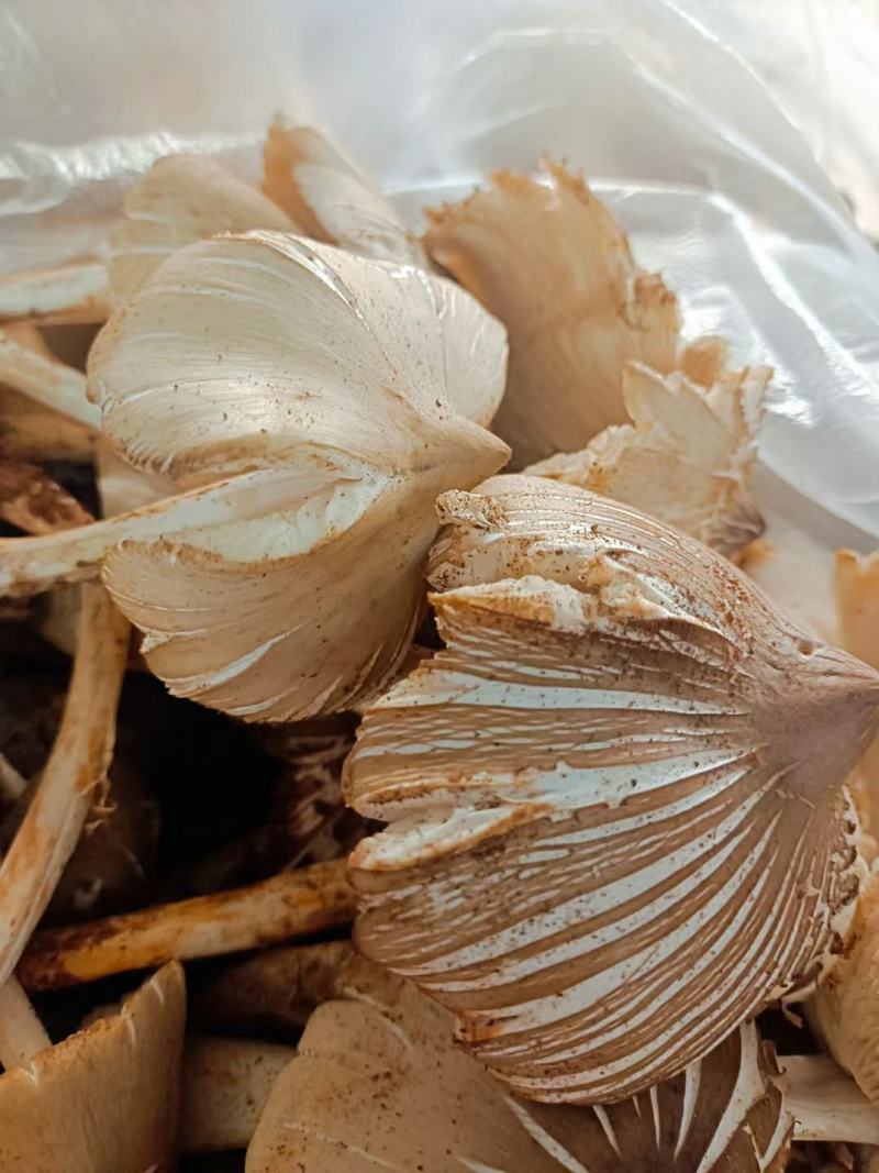 鸡枞菌(山区野生货)
