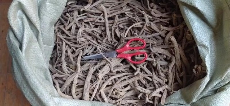 贵州铜仁深山老林野生续断干货无杂质产地直发一手货源