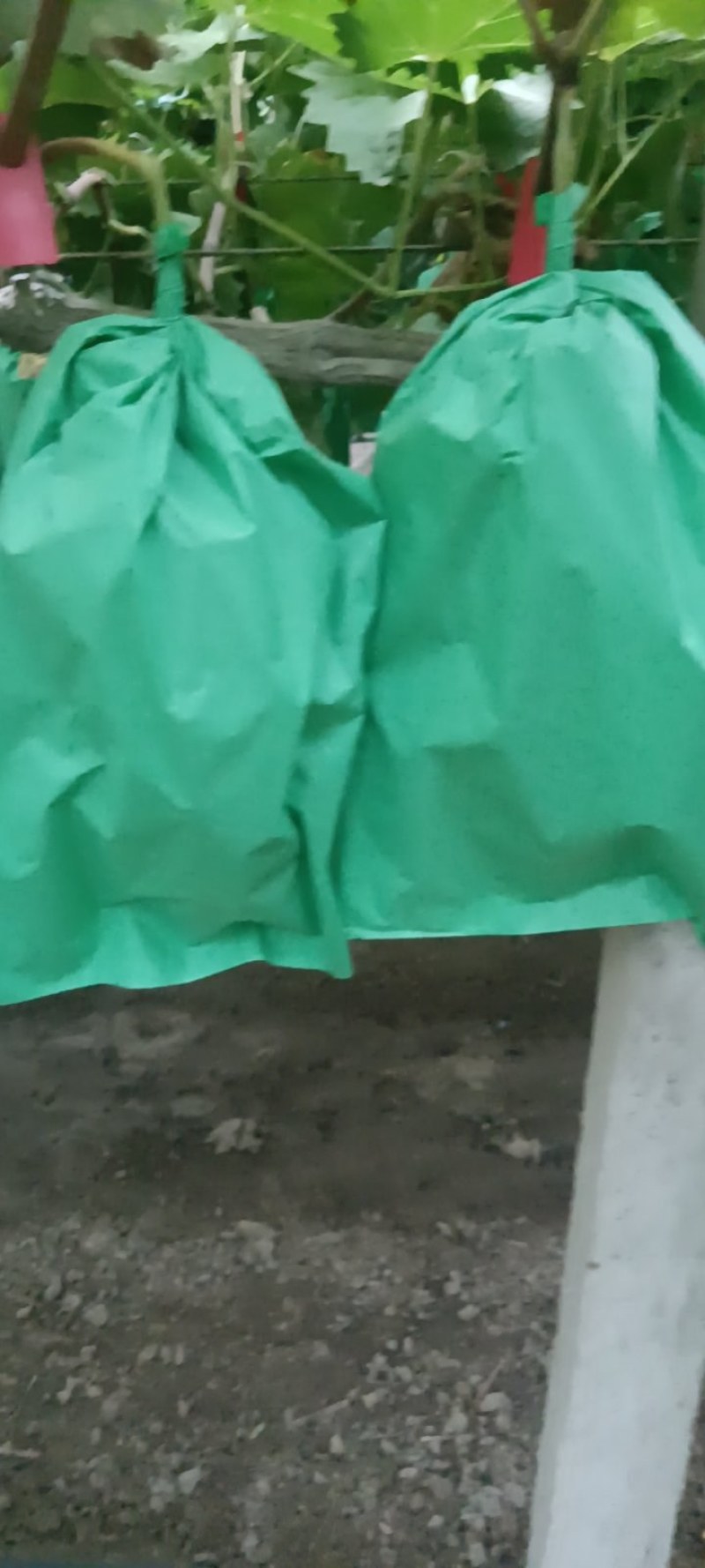精品阳光玫瑰大量上市中欢迎全国各地老板前来采购