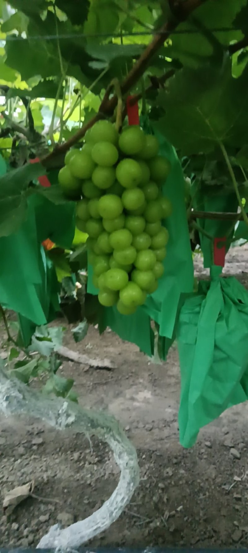 精品阳光玫瑰大量上市中欢迎全国各地老板前来采购