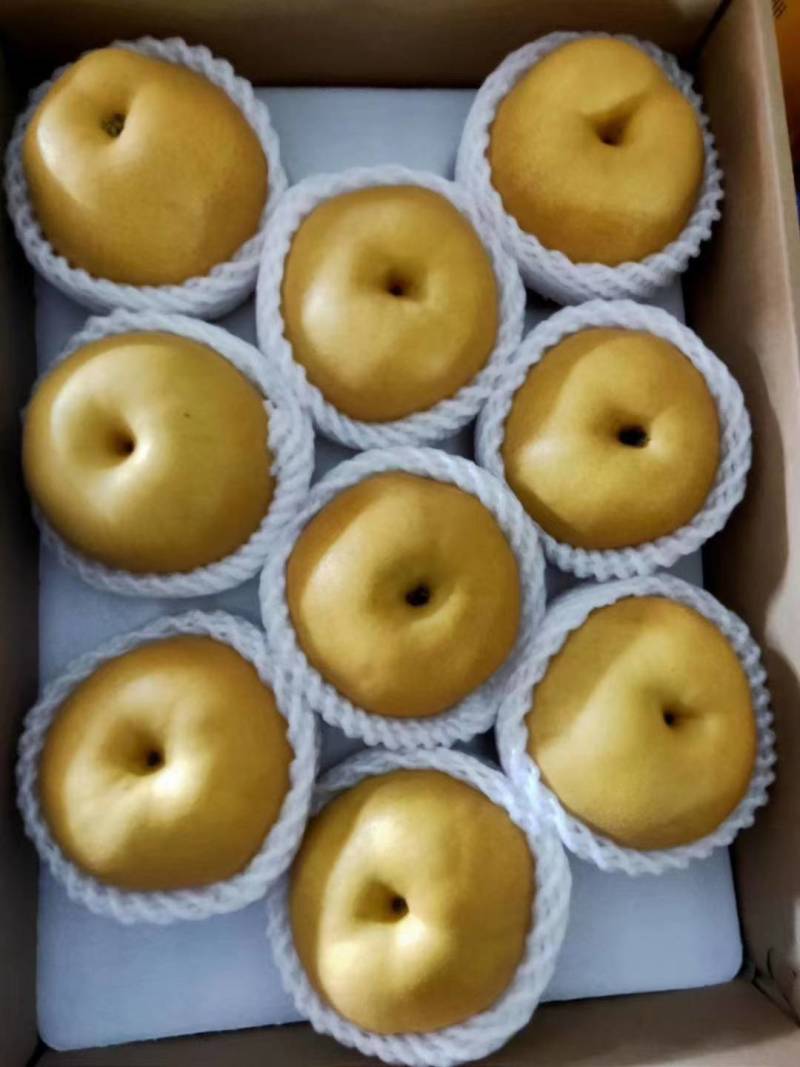 秋月梨丰水梨大量有货