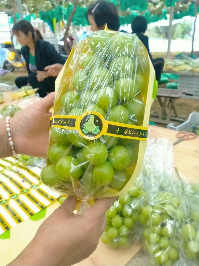阳光玫瑰大量上市了，新鲜采摘现采现发糖度高表光靓