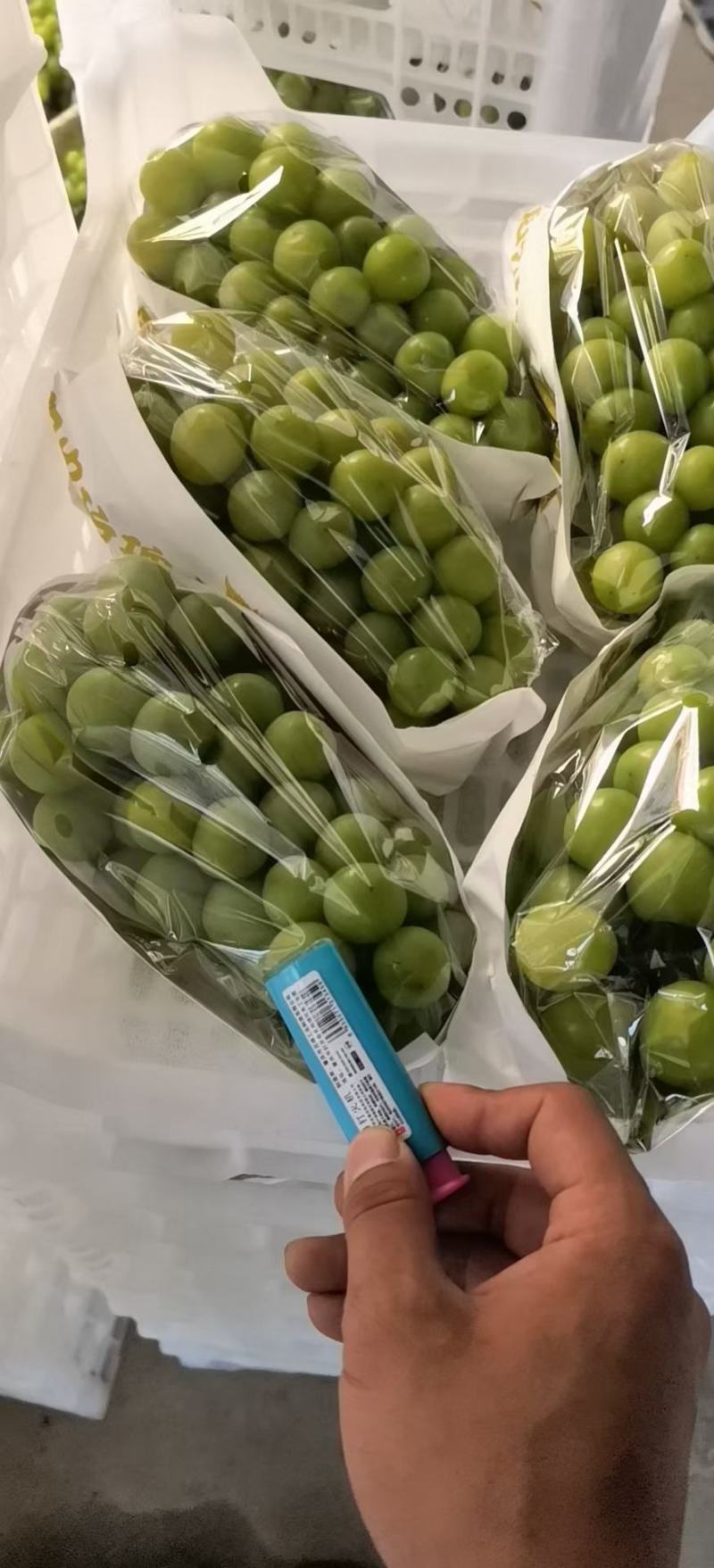 阳光玫瑰大量上市了，新鲜采摘现采现发糖度高表光靓