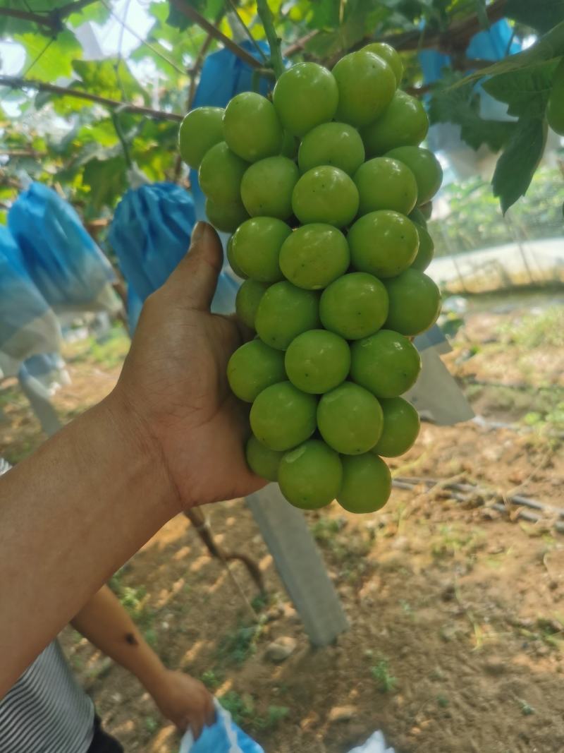 阳光玫瑰大量上市了，新鲜采摘现采现发糖度高表光靓