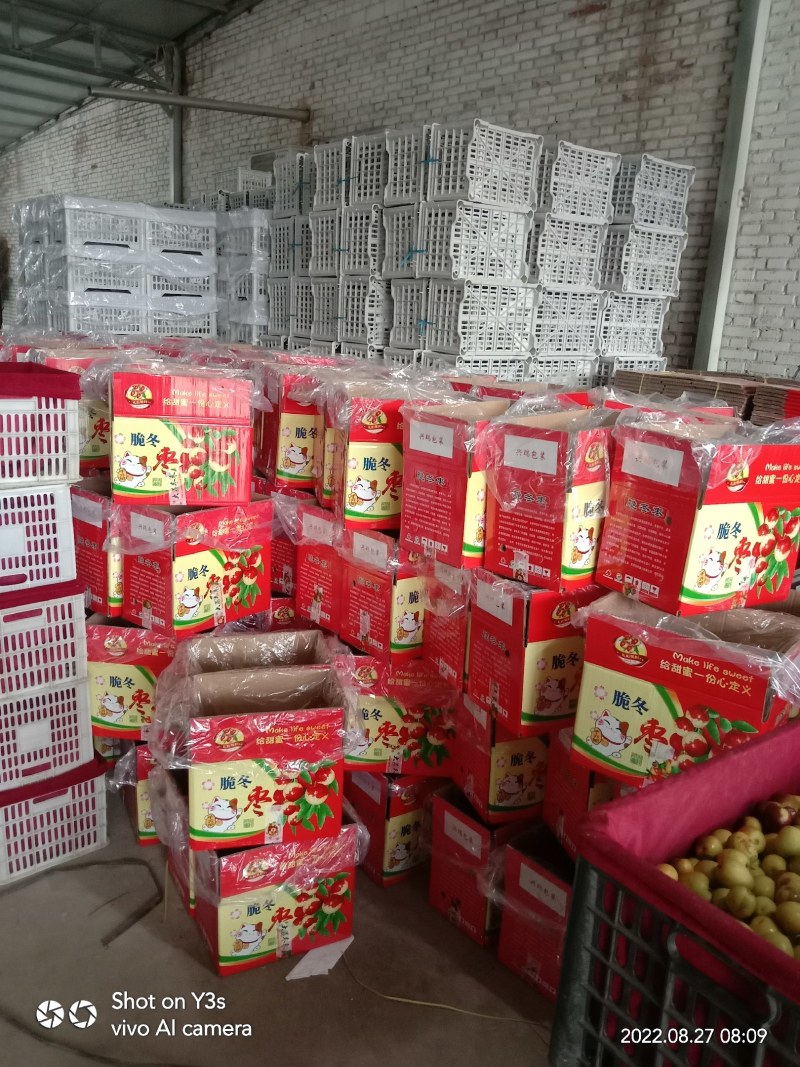 陕西大荔优质冬枣