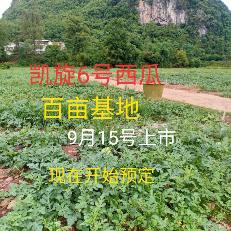 百亩凯旋6号西瓜9月15号上市，现在开始预定