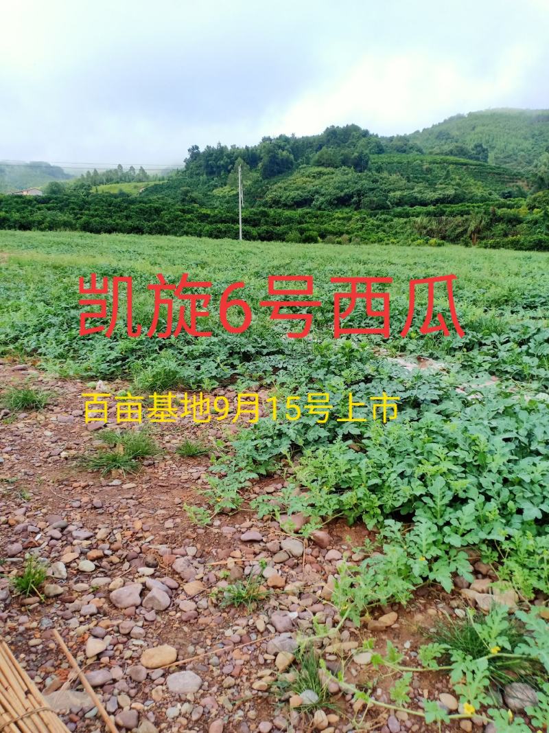 百亩凯旋6号西瓜9月15号上市，现在开始预定