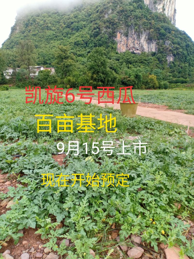 百亩凯旋6号西瓜9月15号上市，现在开始预定