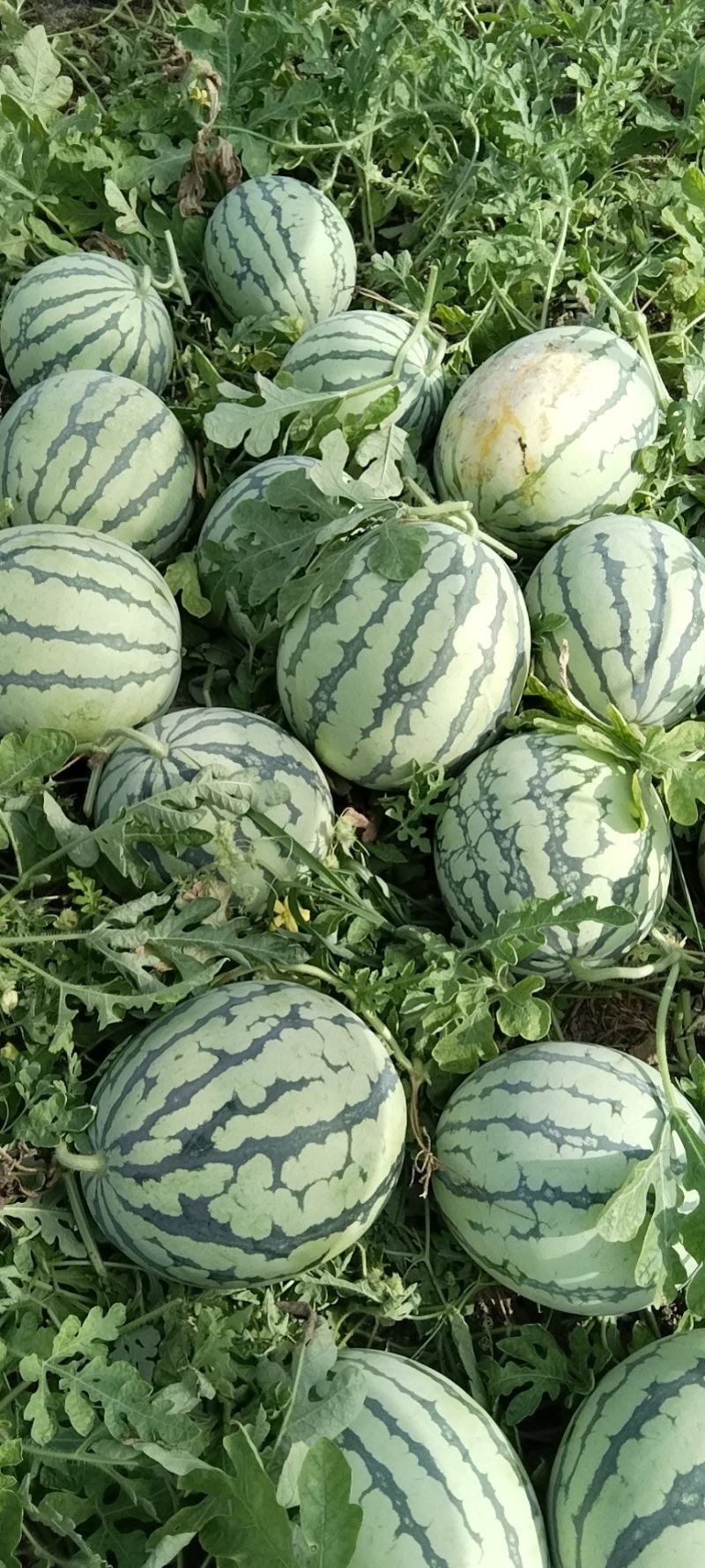美都西瓜