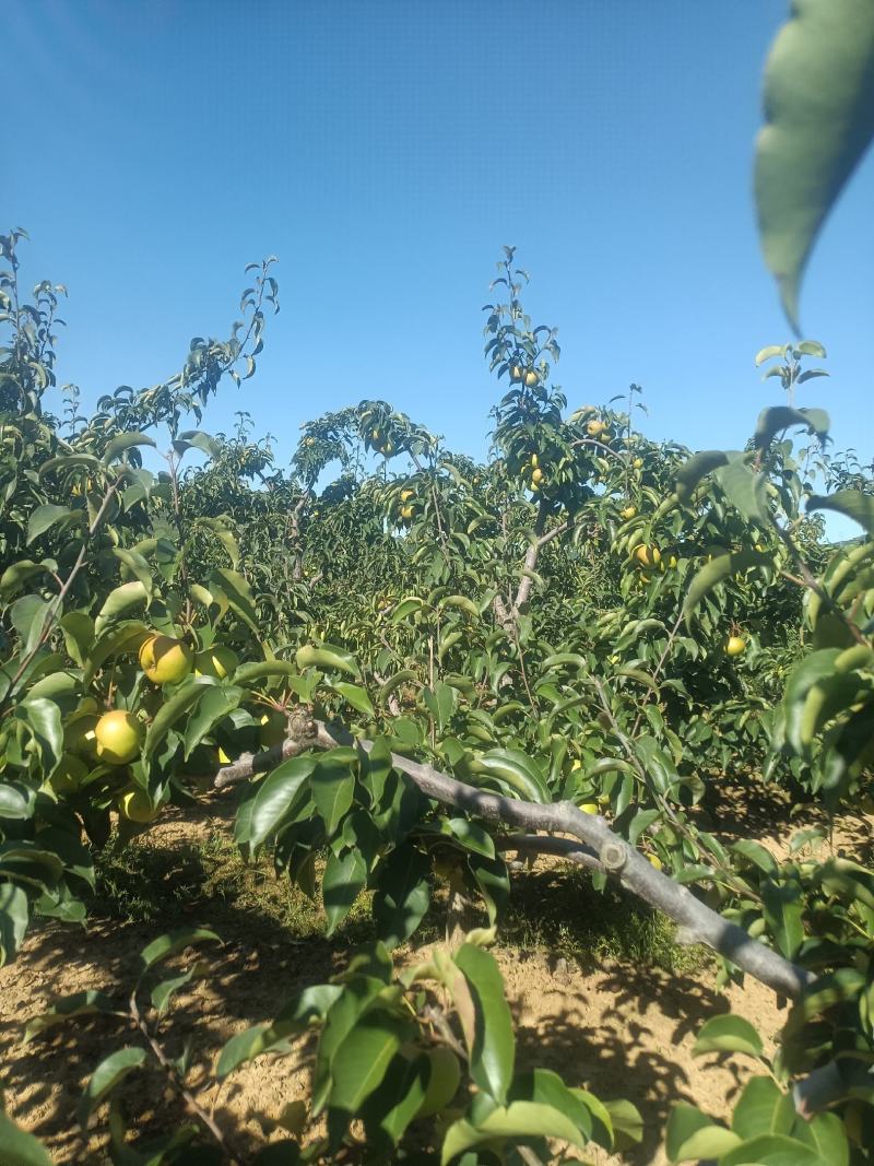 北镇，山地苹果梨，