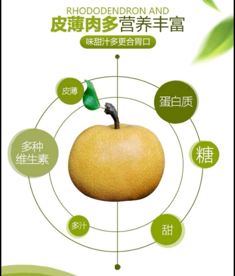 正宗秋月蜜梨，肉细无渣，脆甜可口！新鲜采摘！果园直达