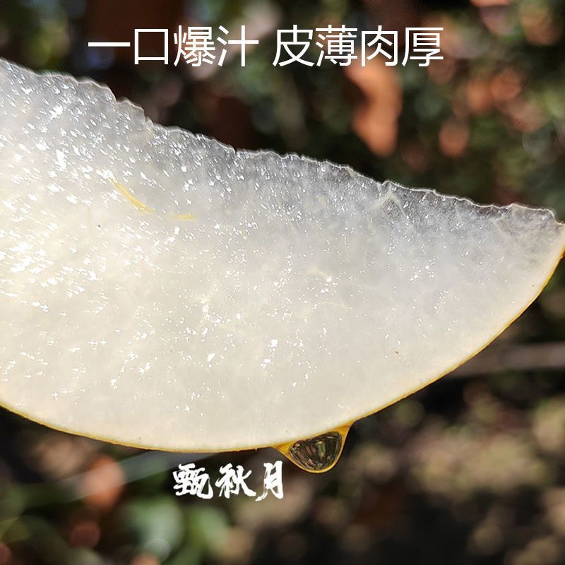 正宗秋月蜜梨，肉细无渣，脆甜可口！新鲜采摘！果园直达