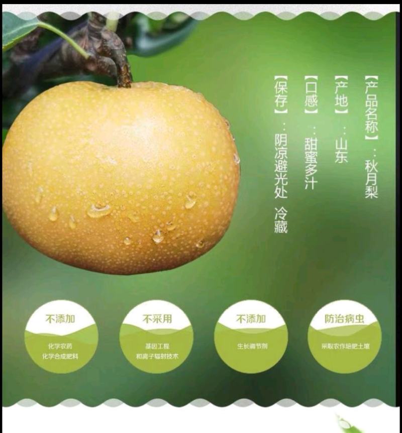 正宗秋月蜜梨，肉细无渣，脆甜可口！新鲜采摘！果园直达