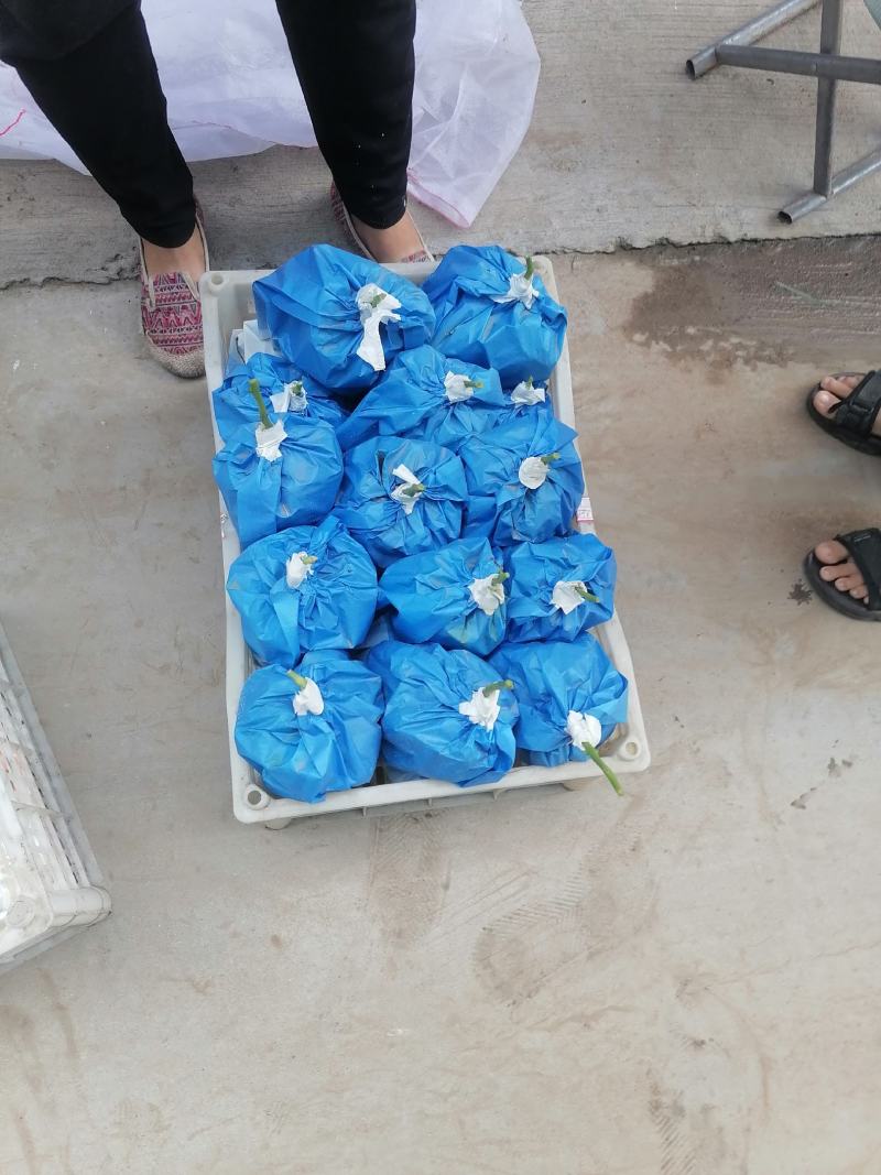 带袋子阳光玫瑰