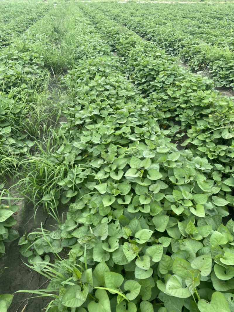 (热销)济薯26板栗红薯苗