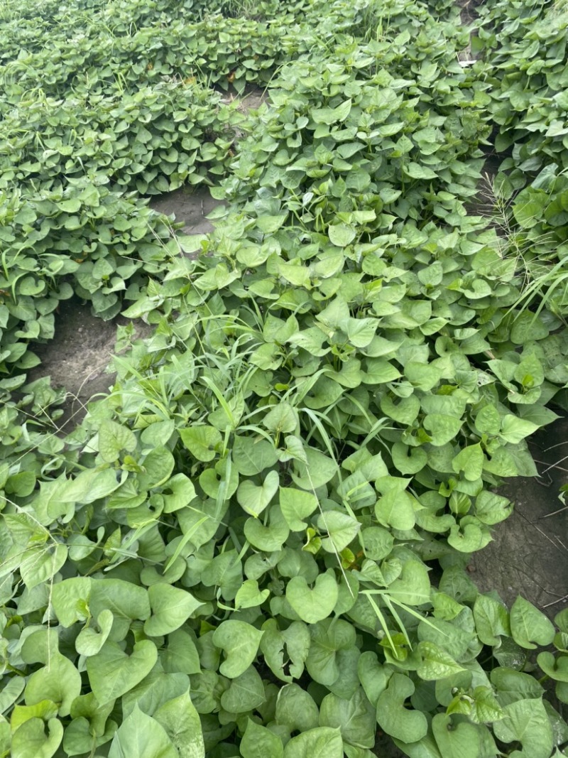 (热销)济薯26板栗红薯苗